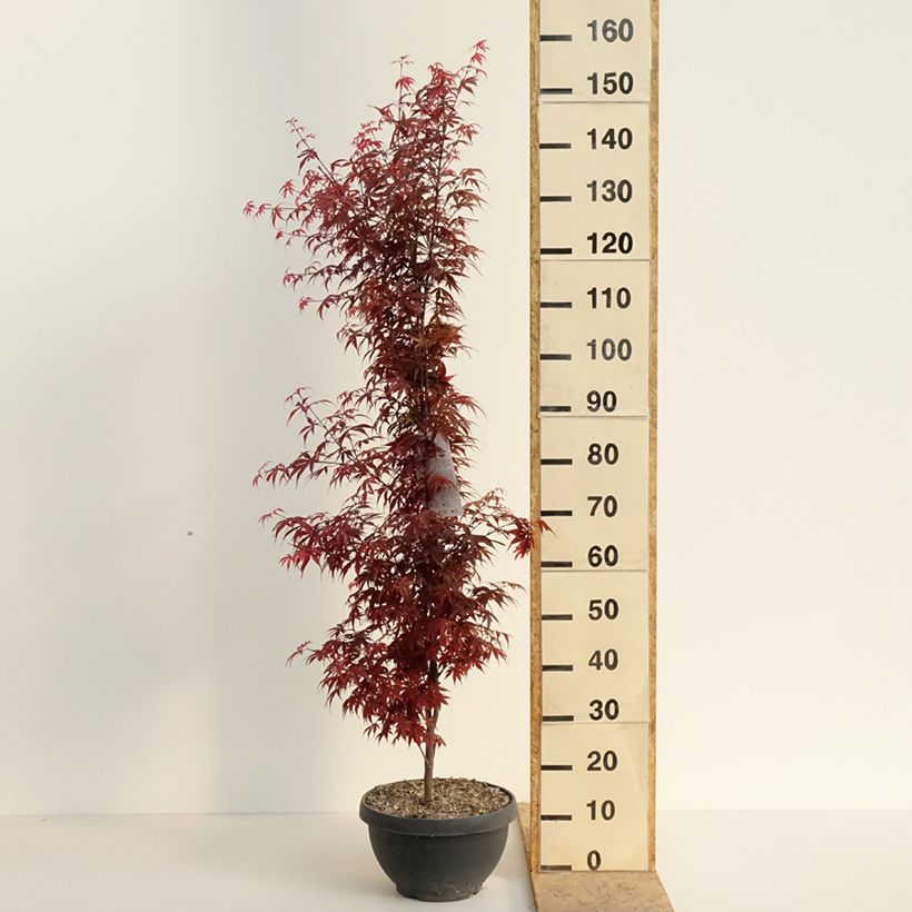 Spécimen de Erable du Japon - Acer palmatum Skeeter's Broom Coupe 7,5L / 10L, Touffe tel que livré au printemps