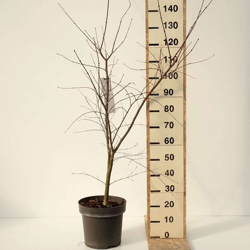 Spécimen de Erable du Japon - Acer palmatum Sumi-nagashi Pot de 12L/15L Touffe tel que livré en hiver