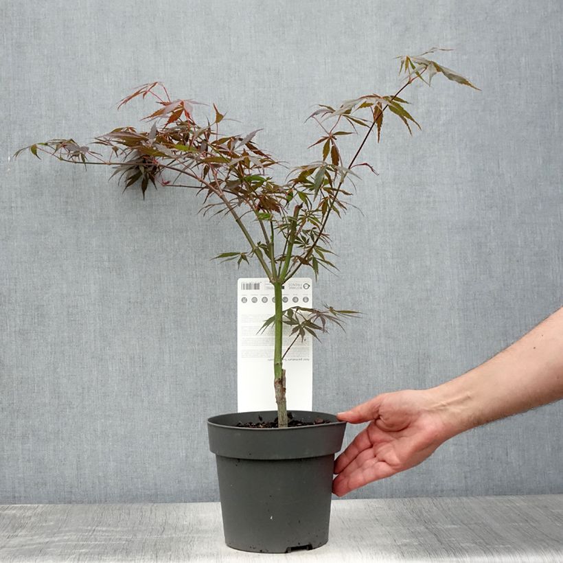 Spécimen de Erable du Japon - Acer palmatum Sumi-nagashi Pot de 3L/4L tel que livré en été
