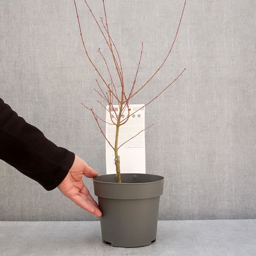 Spécimen de Erable du Japon - Acer palmatum Taylor - Pot de 3L/4L tel que livré en hiver