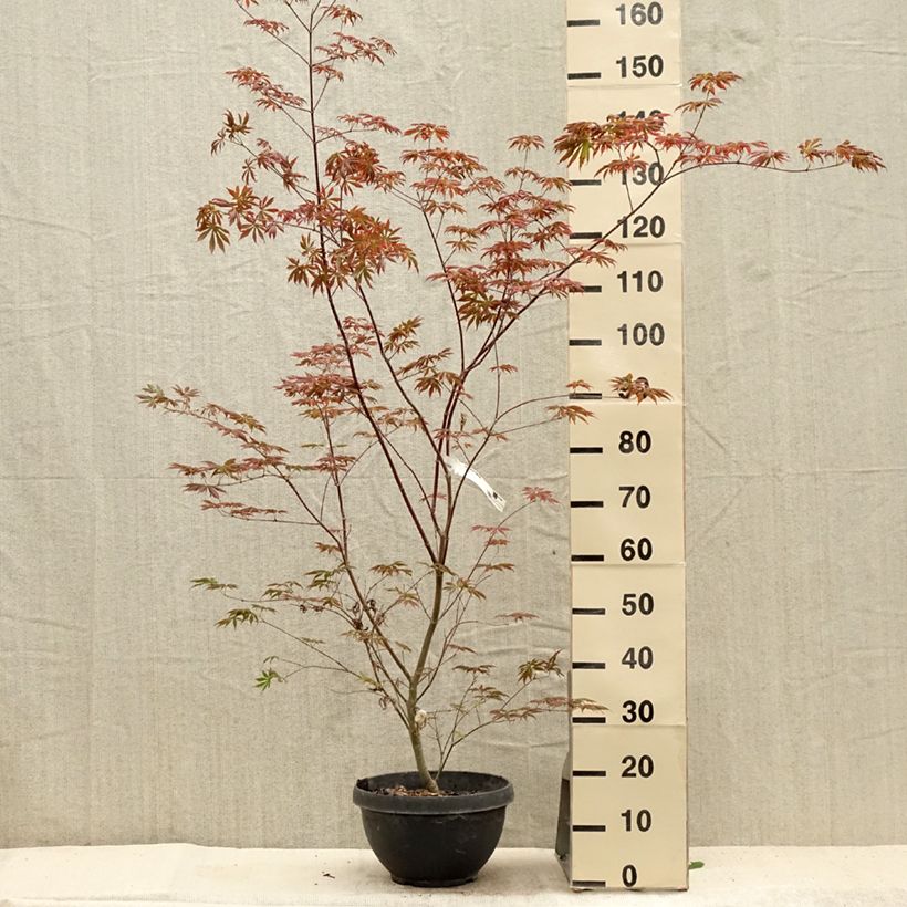 Spécimen de Érable du Japon - Acer palmatum Trompenburg Pot de 6L/7L tel que livré en été