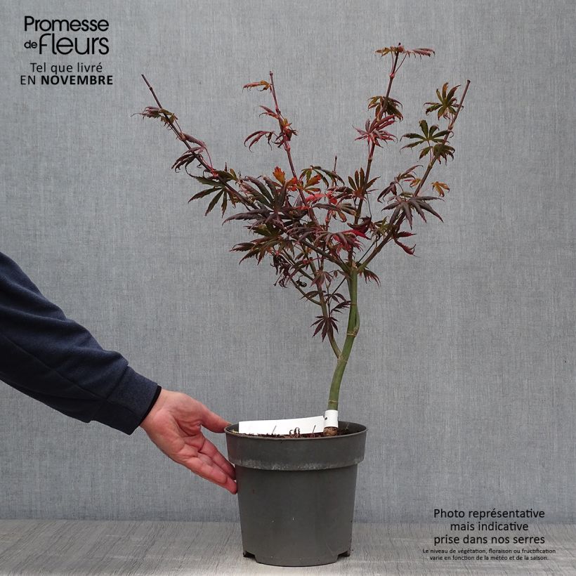 Spécimen de Érable du Japon - Acer palmatum Trompenburg Pot de 3L/4L tel que livré en automne