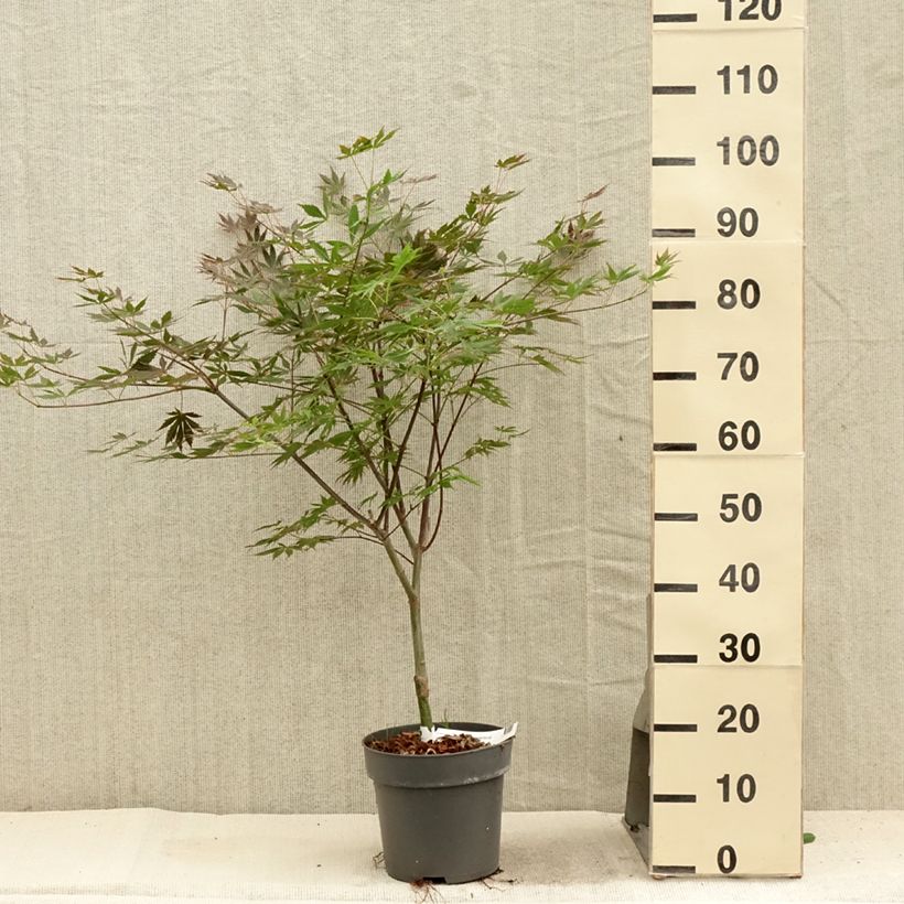 Spécimen de Érable du Japon - Acer palmatum Trompenburg Pot de 3L/4L tel que livré en été