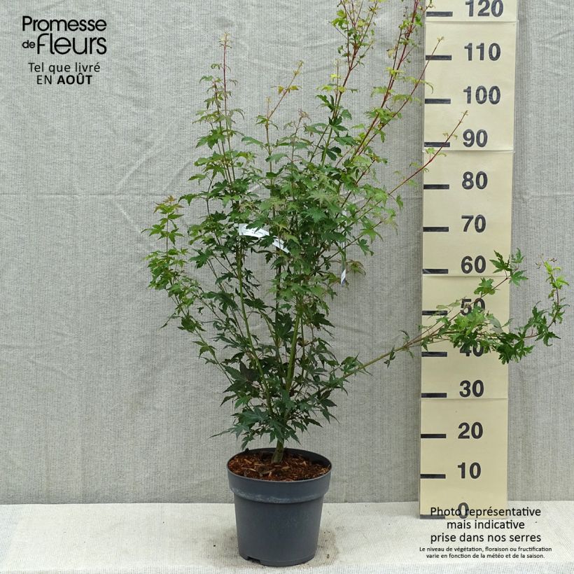 Spécimen de Erable du Japon - Acer palmatum Tsukasa Silhouette Pot de 6L/7L tel que livré en été
