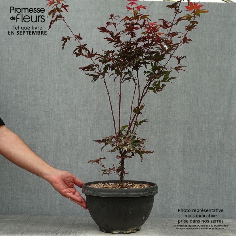 Spécimen de Érable du Japon - Acer palmatum Twomblys Red Sentinel Coupe 7,5L / 10L tel que livré en automne