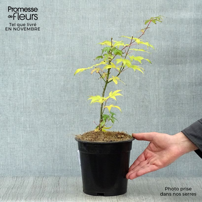 Spécimen de Erable du Japon - Acer palmatum Ukigumo Pot de 3L/4L tel que livré en automne