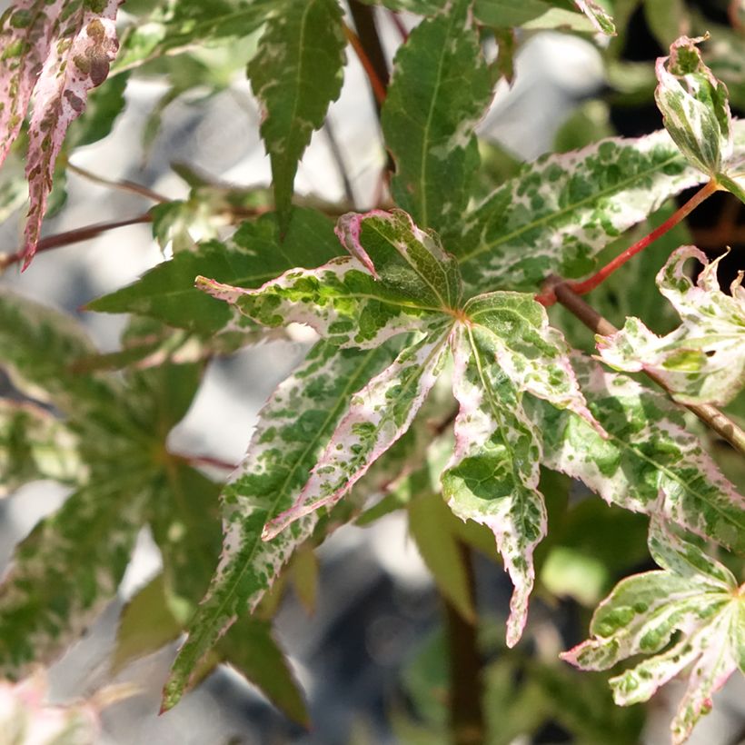 Erable du Japon - Acer palmatum Ukigumo (Feuillage)