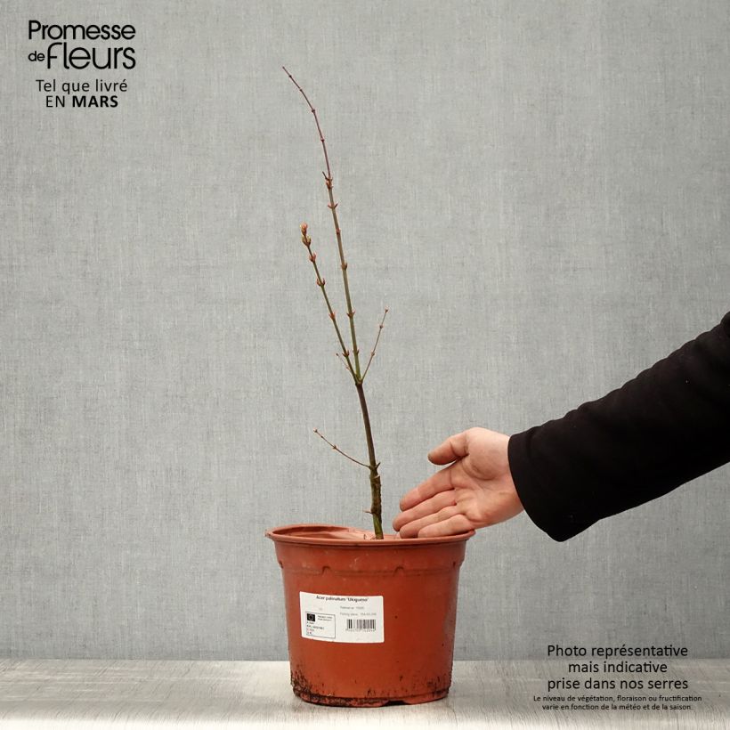 Spécimen de Erable du Japon - Acer palmatum Ukigumo Pot de 3L tel que livré au printemps