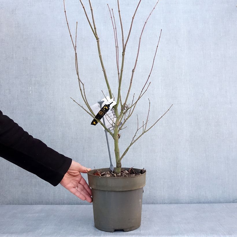 Spécimen de Erable du Japon - Acer palmatum Villa taranto Pot de 4L/5L tel que livré en hiver