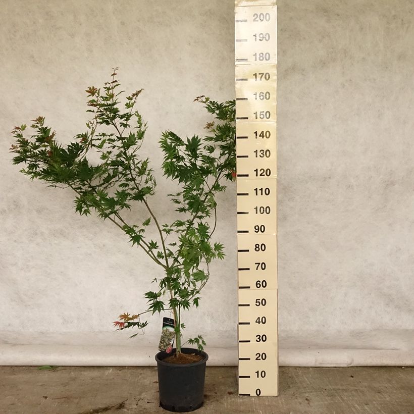 Spécimen de Erable du Japon - Acer pseudosieboldianum North Wind Pot de 12L/15L tel que livré en été