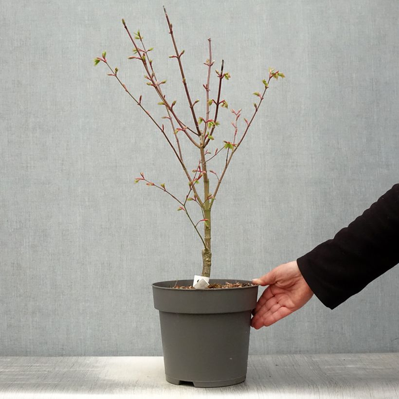 Spécimen de Erable du Japon - Acer shirasawanum Moonrise. Pot de 7L tel que livré au printemps