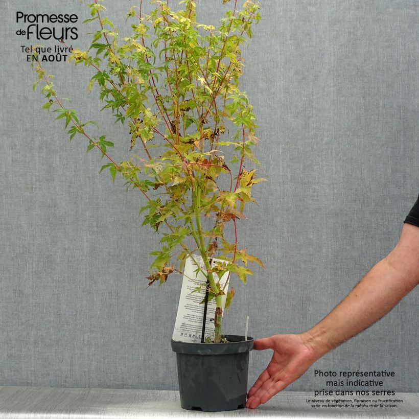 Spécimen de Érable du Japon Bi Hoo - Acer palmatum Pot de 2L/3L tel que livré en été