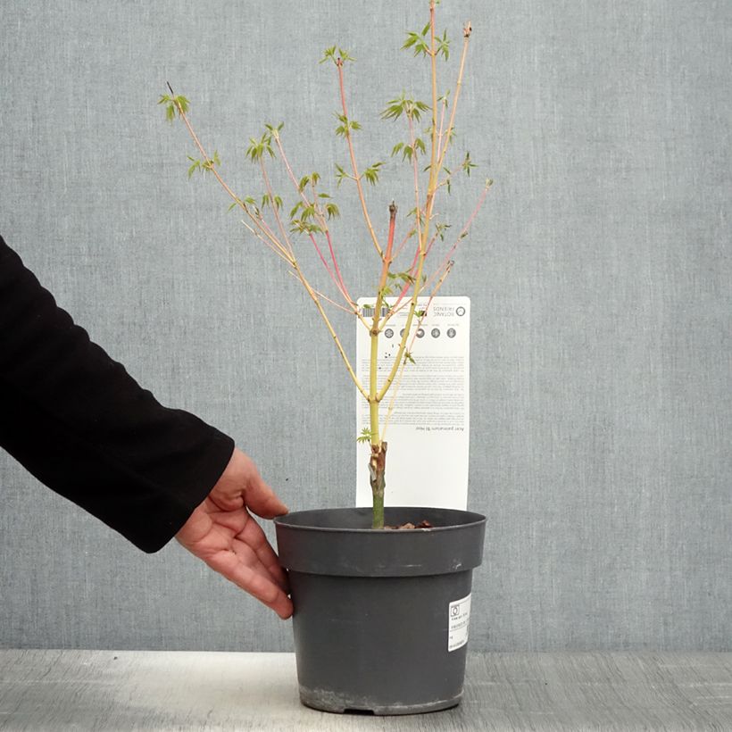 Spécimen de Érable du Japon Bi Hoo - Acer palmatum en pot de 2L/3L tel que livré au printemps