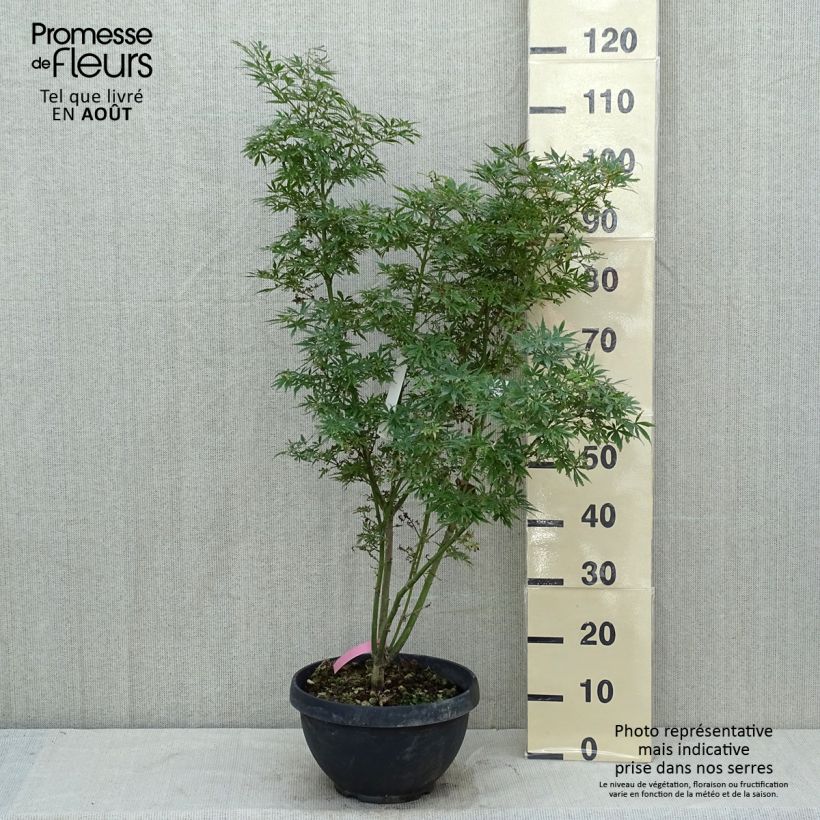 Spécimen de Érable du Japon Jerre Schwartz - Acer palmatum Coupe 7,5L / 10L tel que livré en été