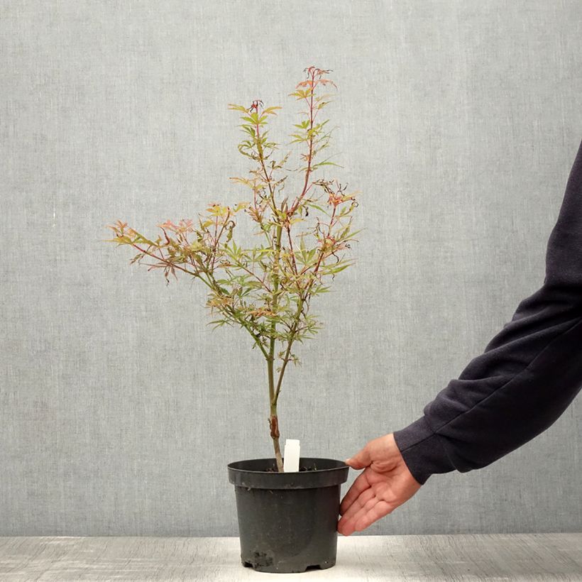 Spécimen de Érable du Japon Jerre Schwartz - Acer palmatum Pot de 2L/3L tel que livré en été
