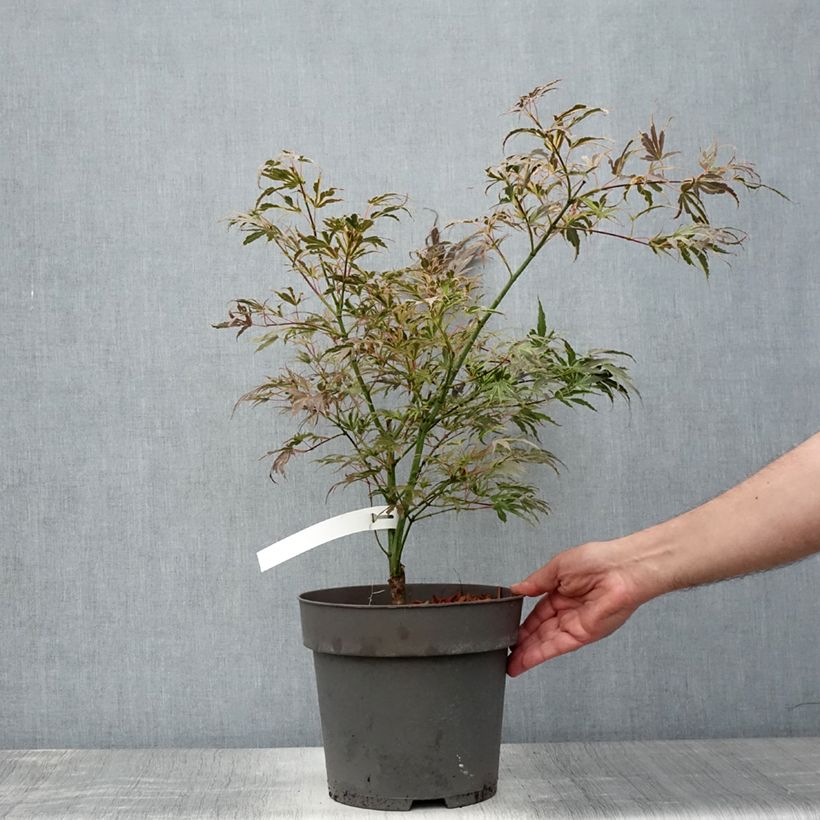Spécimen de Érable du Japon Manyo-No-Sato - Acer palmatum Pot de 4L/5L tel que livré en été