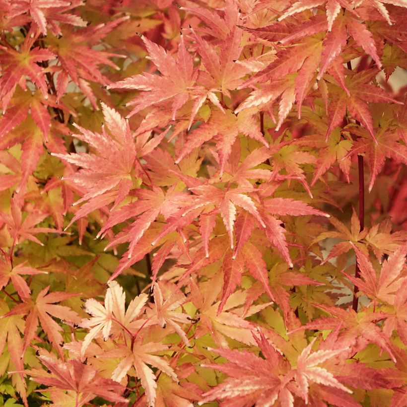 Erable du Japon Red Wood greffé (Feuillage)