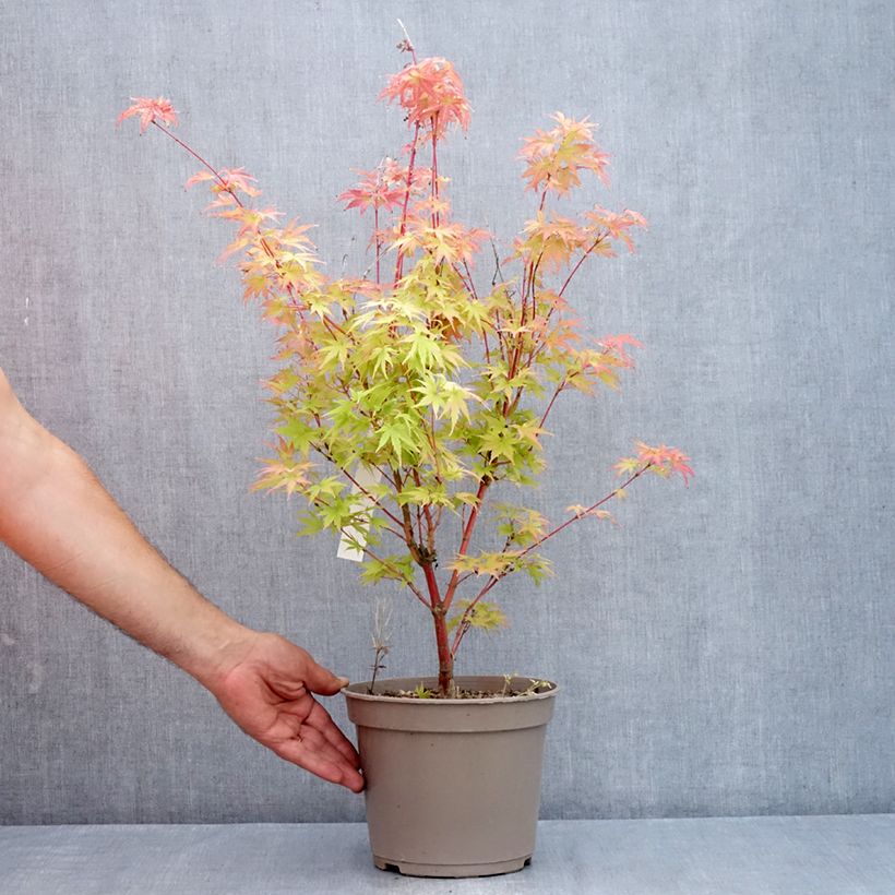 Spécimen de Erable du Japon Red Wood greffé Pot de 4L/5L tel que livré en été