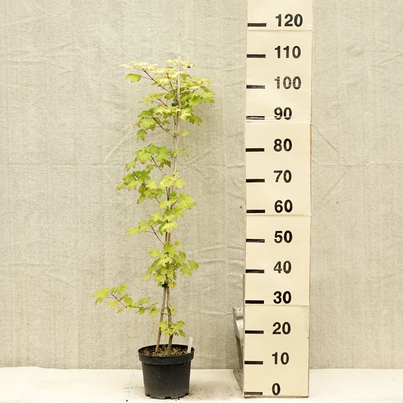 Spécimen de Erable hybride - Acer x orientalia Minorient Pot de 3L/4L tel que livré en été