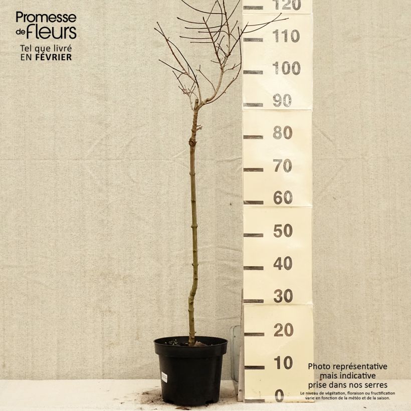 Spécimen de Erable plane - Acer Ample Surprise Pot de 7,5L/10L, Tige tel que livré en hiver