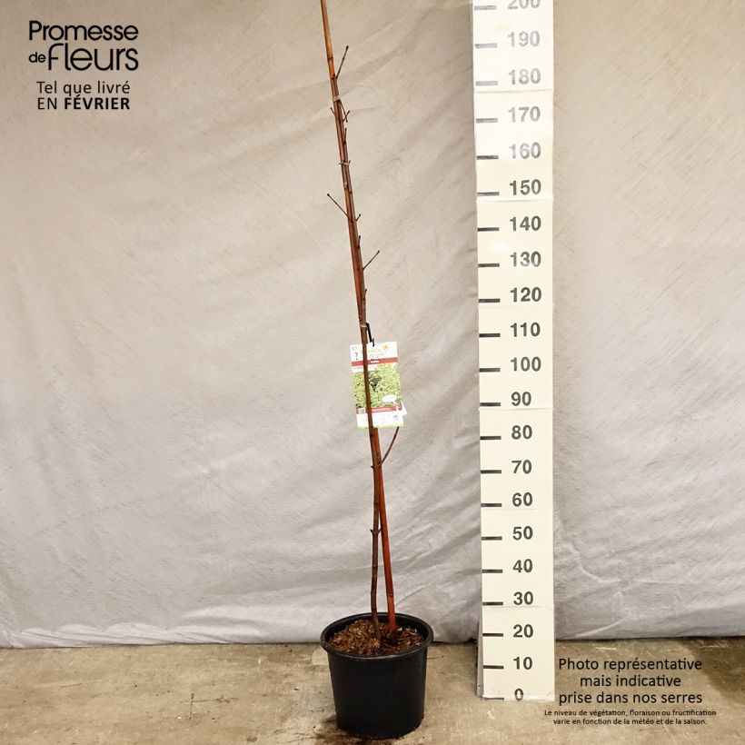 Spécimen de Erable plane - Acer platanoides Drummondii tel que livré en hiver