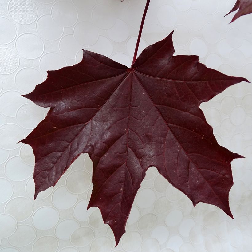Érable platane - Acer platanoides Crimson King (Feuillage)