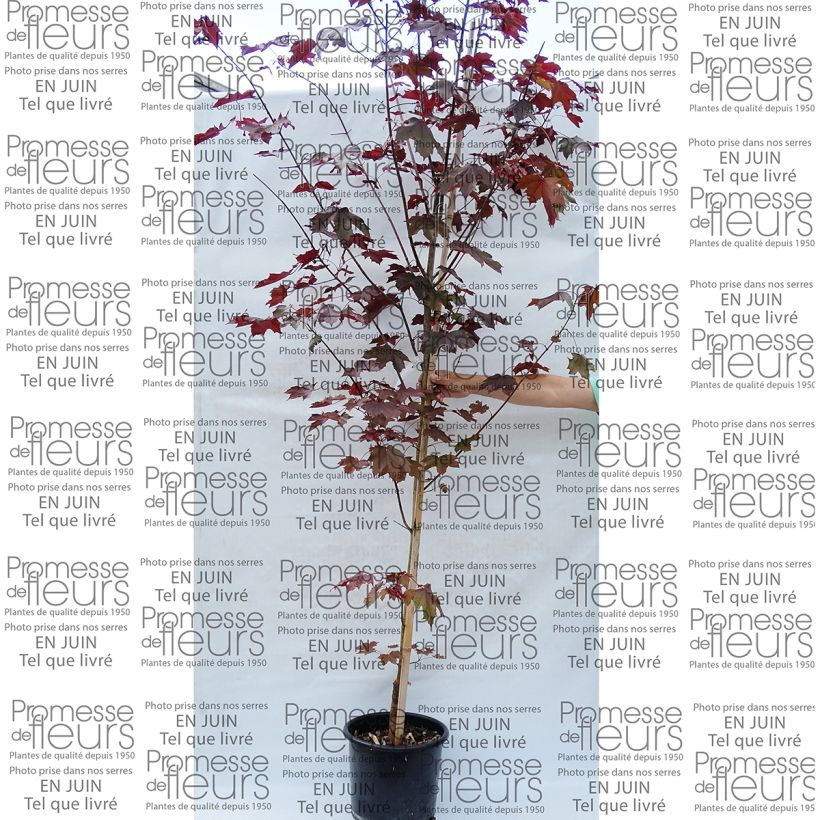 Spécimen de Érable platane - Acer platanoides Crimson King tel que livré en printemps