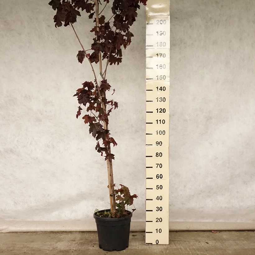 Spécimen de Érable platane - Acer platanoides Crimson King Pot de 20L/25L tel que livré en été