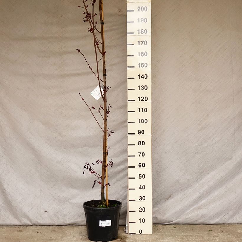 Spécimen de Érable platane - Acer platanoides Crimson King Pot de 20L tel que livré au printemps