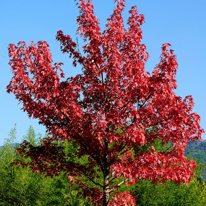 Érable rouge - Acer rubrum (Port)