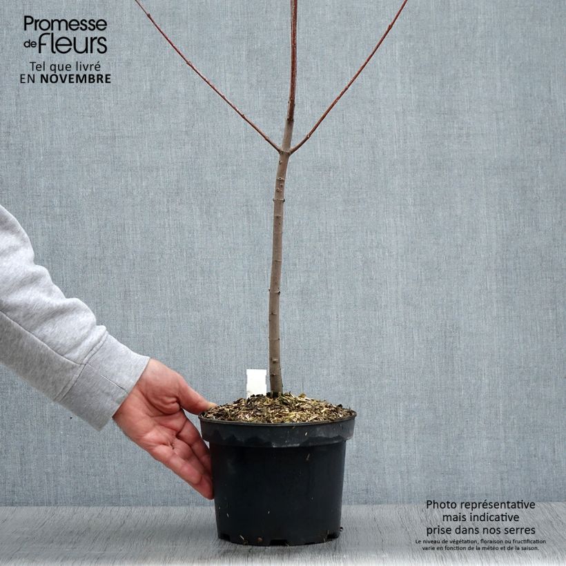 Spécimen de Érable rouge - Acer rubrum Pot de 3L/4L tel que livré en automne