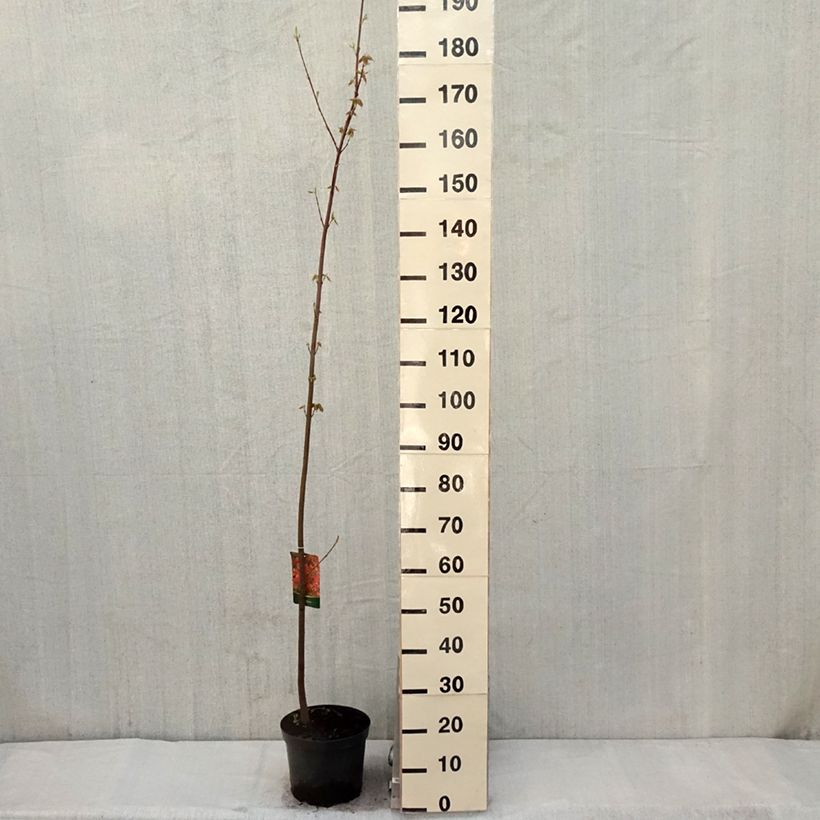 Spécimen de Érable rouge - Acer rubrum tel que livré au printemps