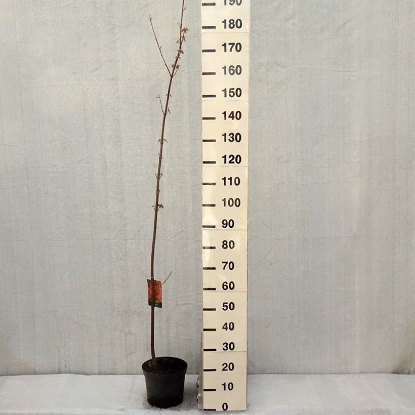 Spécimen de Érable rouge - Acer rubrum Pot de 7.5L tel que livré au printemps