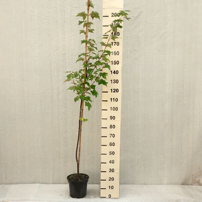 Spécimen de Érable rouge - Acer rubrum Pot de 7,5L/10L tel que livré en été