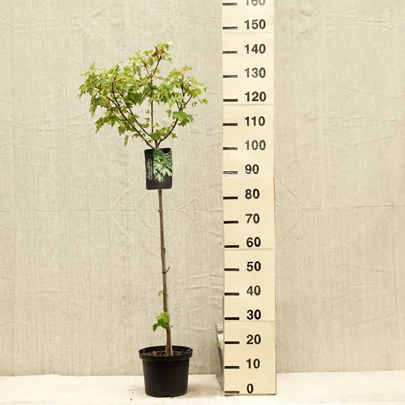Spécimen de Erable sycomore - Acer pseudoplatanus Brilliantissimum Pot de 4L/5L tel que livré en été