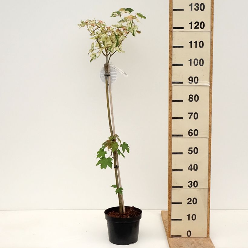 Spécimen de Erable sycomore - Acer pseudoplatanus Simon-Louis Frères Pot de 4L/5L, Tige de 80 cm tel que livré au printemps