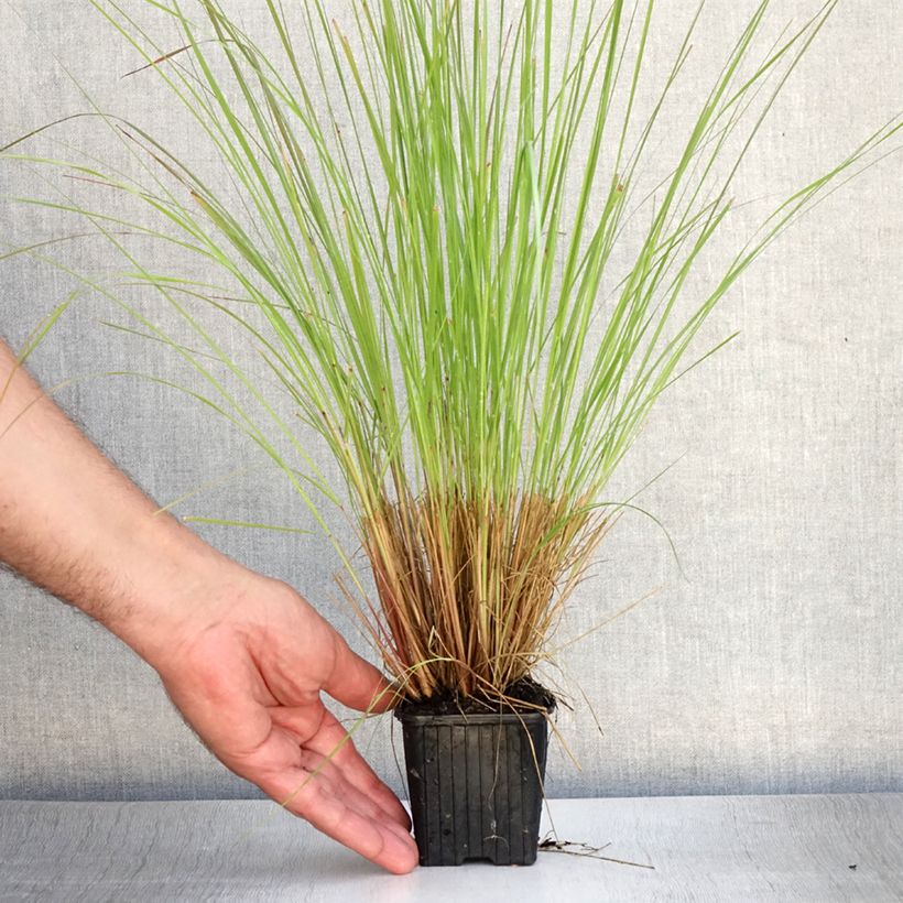Spécimen de Eragrostis curvula - Herbe d'amour Godet de 8/9 cm tel que livré en été