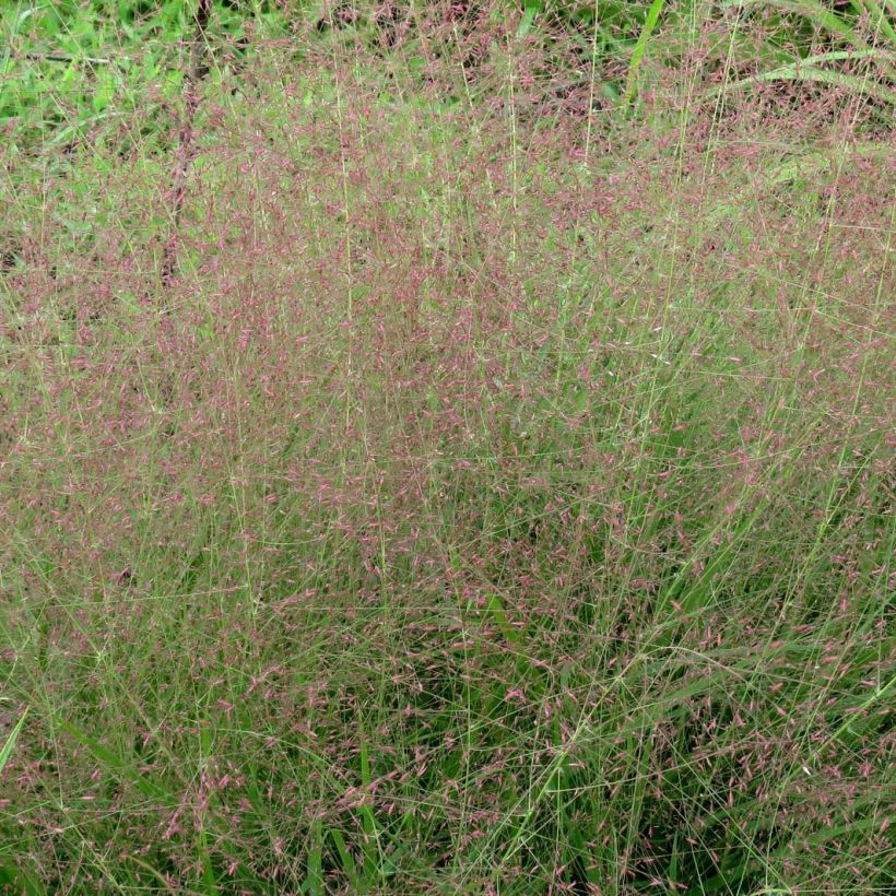 Eragrostis spectabilis - Herbe d'amour (Floraison)
