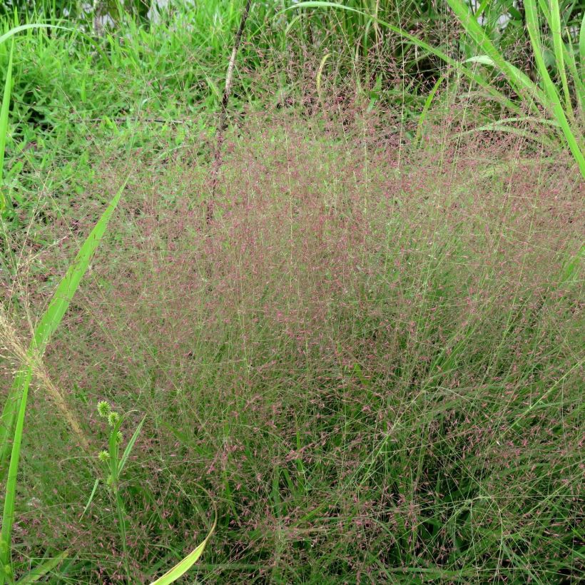 Eragrostis spectabilis - Herbe d'amour (Port)