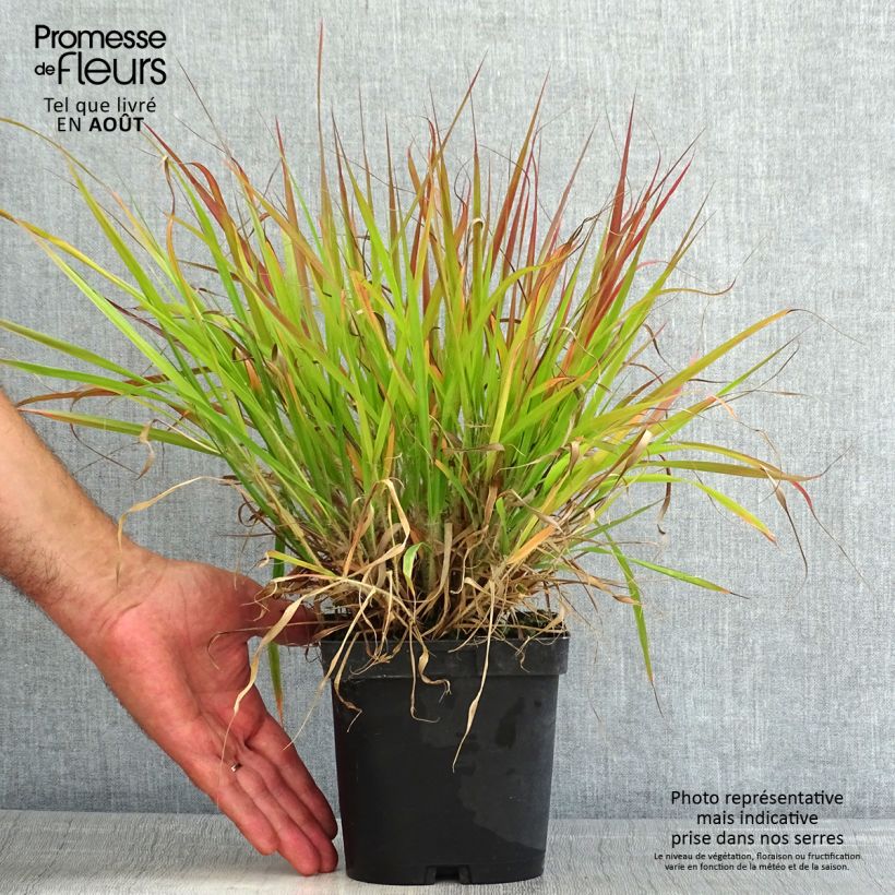 Spécimen de Eragrostis spectabilis - Herbe d'amour Pot de 1,5L/2L tel que livré en été