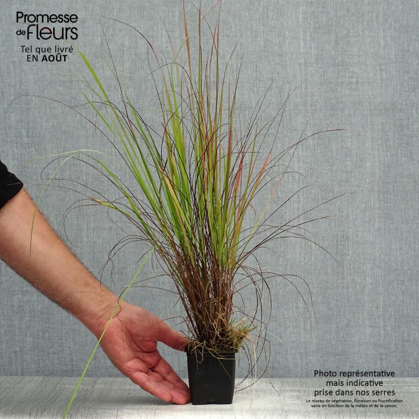 Spécimen de Eragrostis trichodes - Herbe d'amour Godet de 8/9 cm tel que livré en été