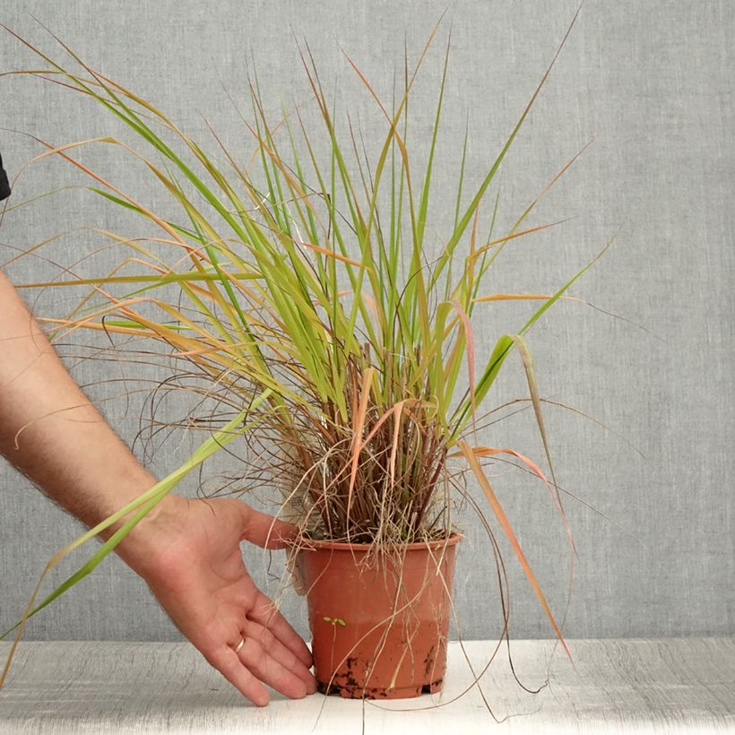 Spécimen de Eragrostis trichodes - Herbe d'amour Pot de 1L/1,5L tel que livré en été