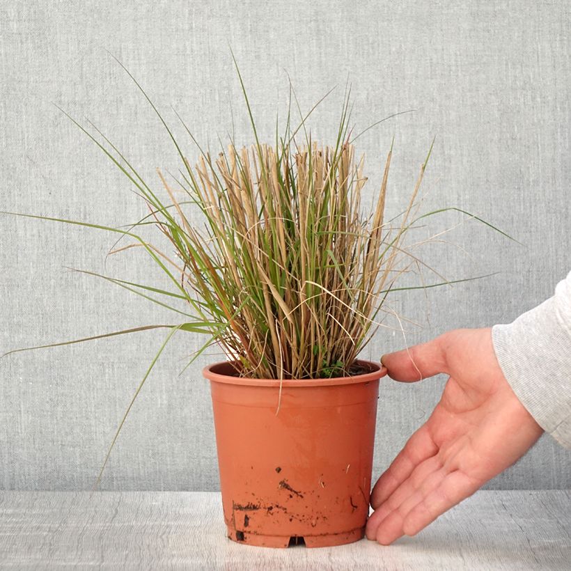 Spécimen de Eragrostis trichodes - Herbe d'amour - Pot de 1L/1,5L tel que livré au printemps