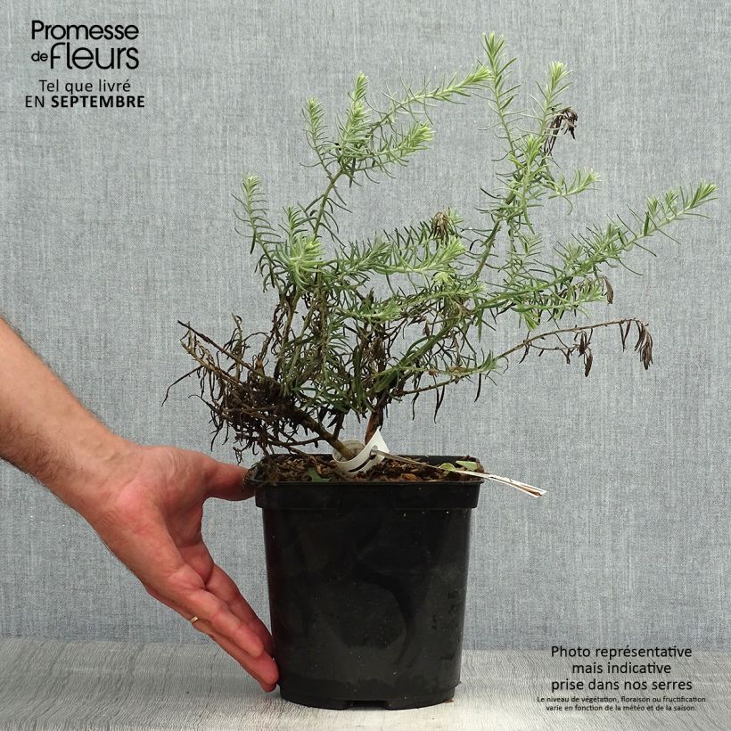 Spécimen de Eremophila Beryl's Blue - Eremophile  Pot de 3L/4L tel que livré en automne