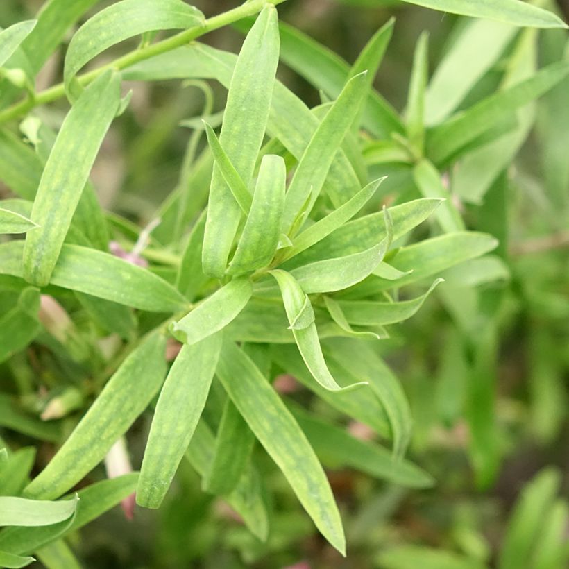 Eremophila laanii - Erémophile (Feuillage)