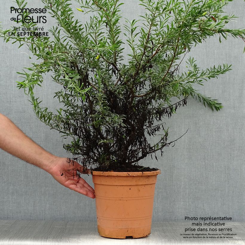 Spécimen de Eremophila maculata Aurea - Eremophile tacheté tel que livré en automne