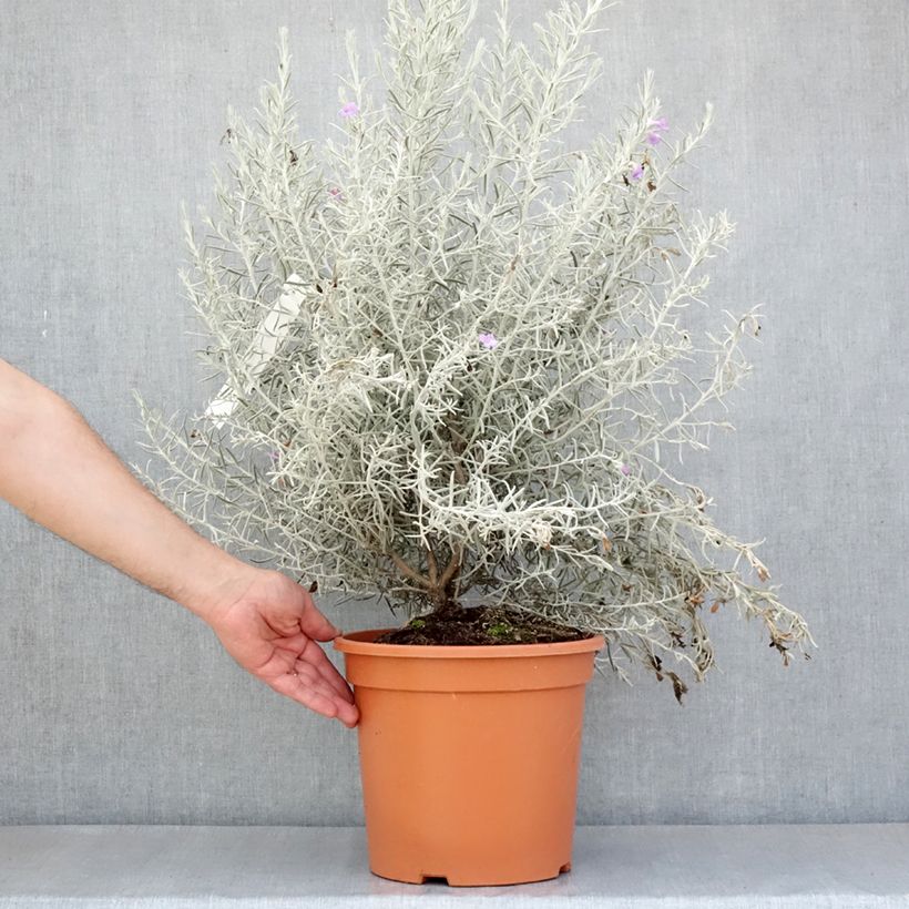 Spécimen de Eremophila nivea - Eremophile soyeuse Pot de 7.5L/10L tel que livré au printemps