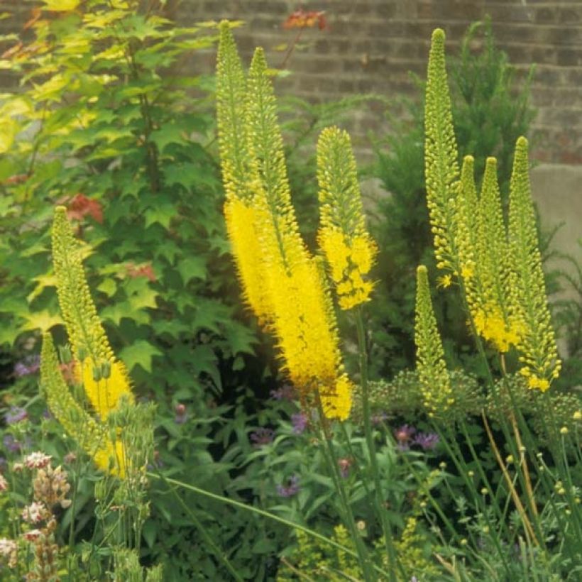 Eremurus bungeï - Lis des steppes (Port)