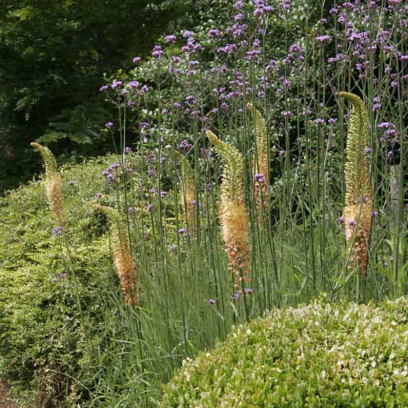 Eremurus Cléopatra - Lis des steppes (Port)