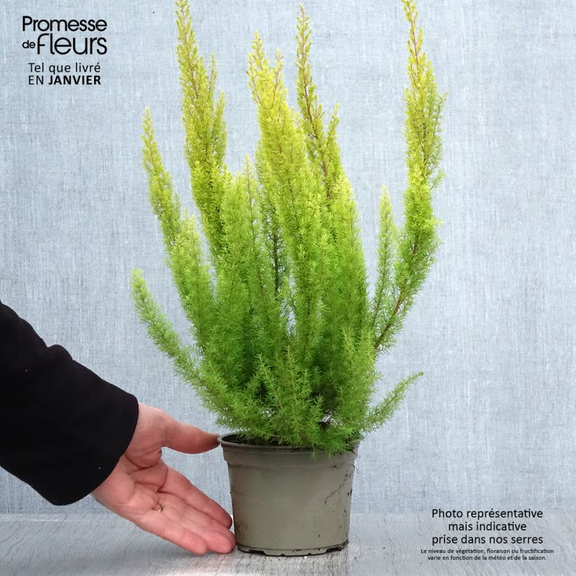 Spécimen de Erica arborea Albert's Gold - Bruyère arborescente - Pot de 1L/1,5L tel que livré en hiver